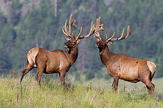 麋鹿,鹿属,鹿,雄性动物,国家,野牛,蒙大拿