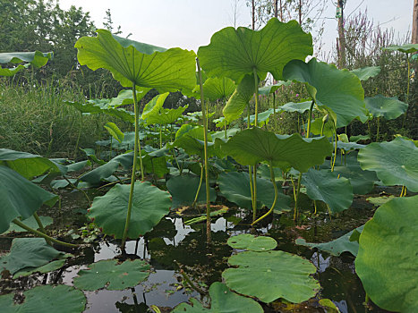 田园田野