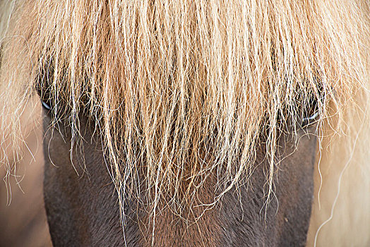 冰岛,褐色,冰岛马,特写,正面,鲜明,鬃毛