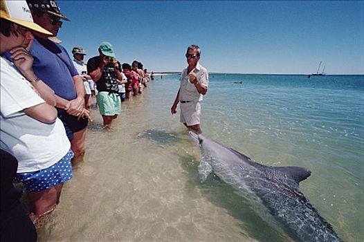 宽吻海豚,群体,互动,游客,澳大利亚