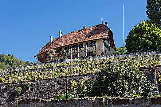 葡萄酒,梯田,上方,日内瓦湖,葡萄酒厂,拉沃,靠近,洛桑,沃州,西部,瑞士