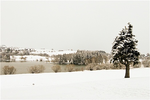 雪,冬天,风景,森林,自然