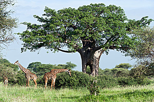 长颈鹿,猴面包树,塔兰吉雷国家公园,坦桑尼亚,非洲