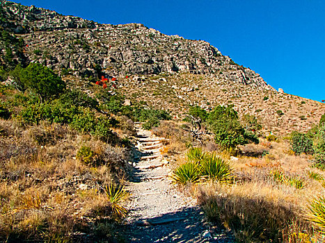 美国,德克萨斯,瓜达卢佩,山,国家公园,顶峰,景色,小路