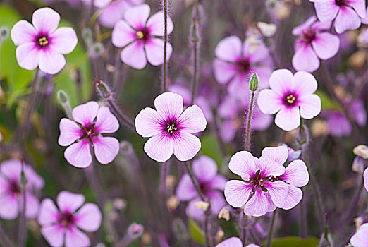 银莲花,紫红色,毛茛科