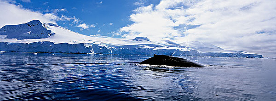 南极,驼背鲸,大翅鲸属,水面,湾