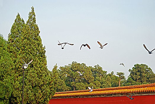 地坛城墙上空飞过的鸽子