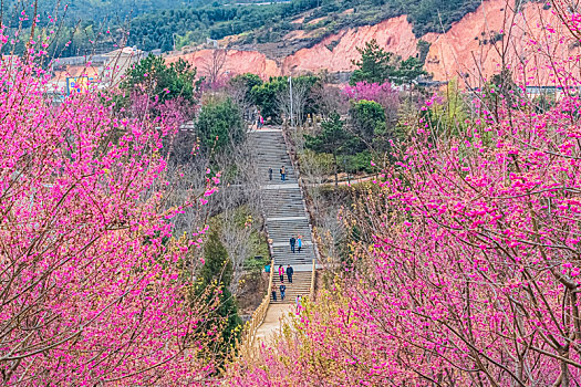 福建省,漳平市,永福,阿里山,樱花园,自然环境