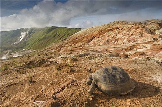 阿尔斯多火山海岛陆龟,加拉巴哥象龟,喷气孔,阿尔斯多火山,地面,伊莎贝拉岛,加拉帕戈斯群岛,厄瓜多尔