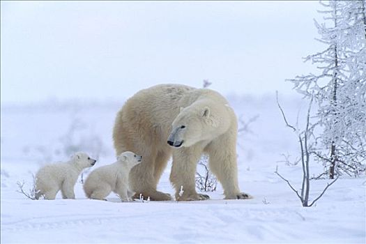 母亲,北极熊,幼兽,树林,丘吉尔市,加拿大