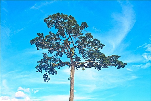 树,蓝天背景