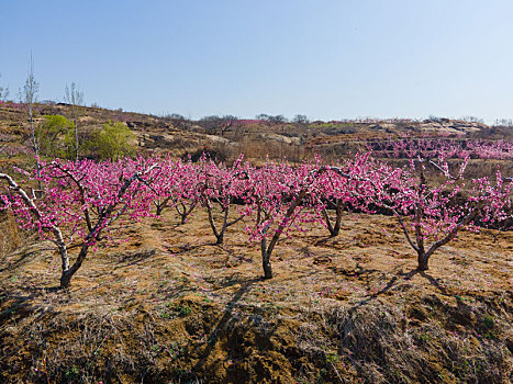 沂蒙山区的桃花