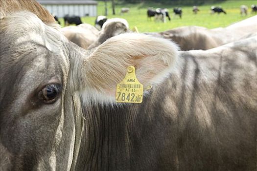 母牛,标示,两个,法律,动物,识别,施蒂里亚,奥地利,欧洲