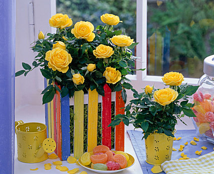玫瑰,彩色,木屑,盒子,窗户,杯子,甜食