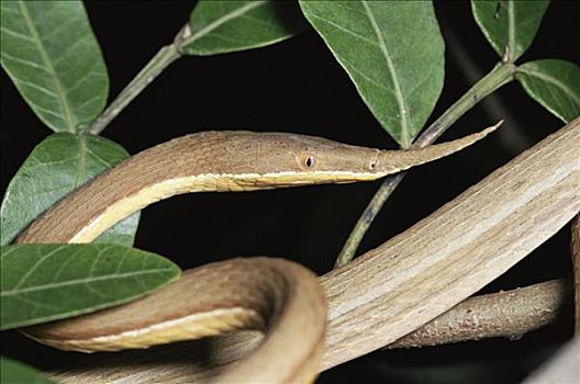 马达加斯加,蛇,雌性