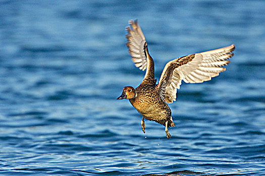 雌性,尖尾鸭,北方,针尾鸭,降落,水