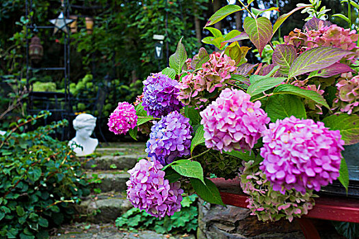 花园,八仙花属,八仙花,浪漫