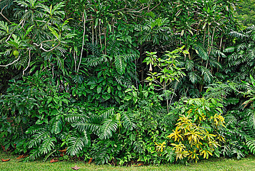 雨林,植被,岛屿,维京群岛,美国