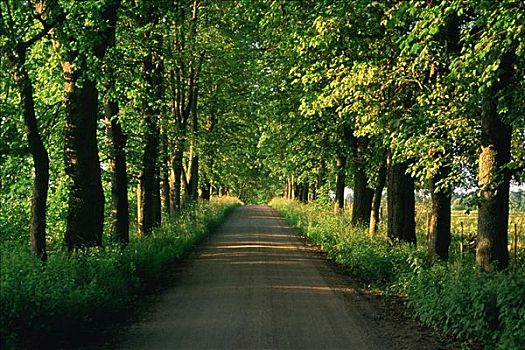 树,道路,韦克舍,瑞典