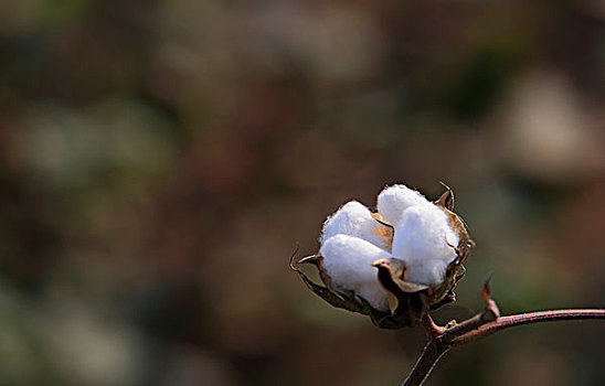 棉花