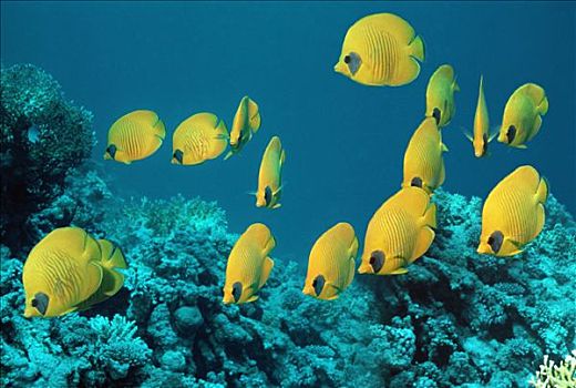 金色,蝴蝶鱼,黃色蝴蝶鱼,红海,埃及,亚丁湾,本土动植物