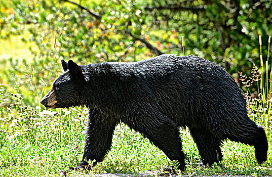 幼兽,黑熊,美洲黑熊,秋天,绿色,大幅,尺寸