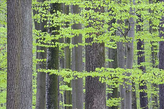 树林,巴伐利亚,德国