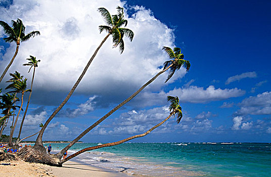 手掌,海滩,多米尼加共和国,加勒比