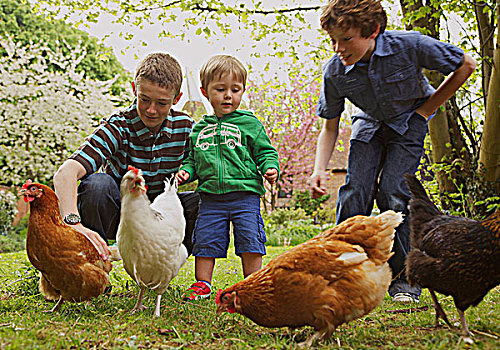 孩子,鸡,花园