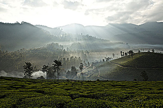 茶园,黎明,喀拉拉,印度