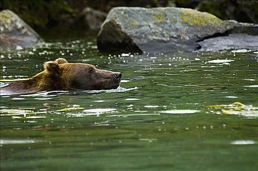 大灰熊,棕熊,河