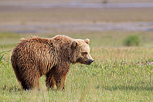 棕熊,一岁,幼兽,卡特麦国家公园,阿拉斯加,美国