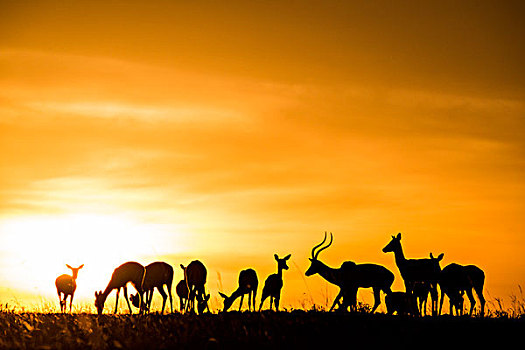 非洲,肯尼亚,马赛马拉国家保护区,三角形,马拉河,盆地,黑斑羚,牧群,日落,大幅,尺寸