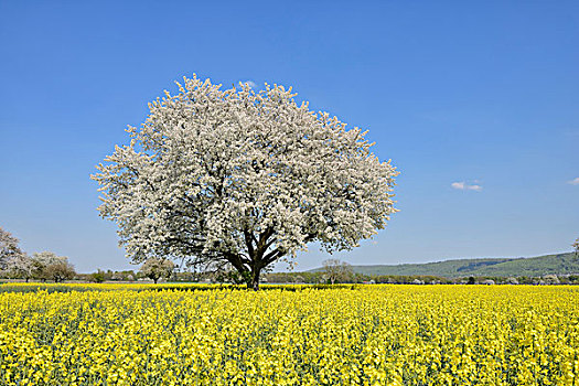 樱桃树,开花,油菜地,春天,巴登符腾堡,黑森林地区,德国
