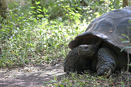 加拉帕戈斯巨龟,圣克鲁斯岛,加拉帕戈斯群岛,厄瓜多尔