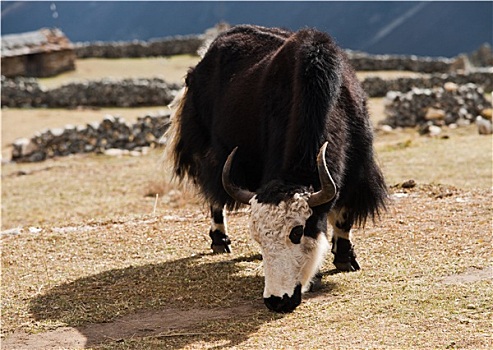 乡村生活,尼泊尔,牦牛,高地,乡村