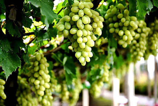 宣化城市传统葡萄园和白牛奶葡萄