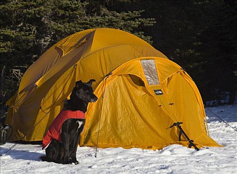 雪橇狗,狗,毯子,阿拉斯加,哈士奇犬,等待,正面,帐蓬,冬天,露营,白色,后面,小路,不列颠哥伦比亚省,加拿大