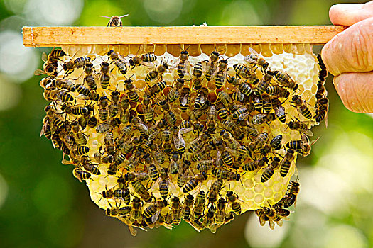 拿着,小,蜂窝,许多,蜂蜜,蜜蜂