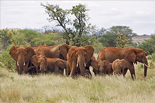 肯尼亚,西察沃国家公园,非洲象,红色,色调,粗厚,皮肤,结果,灰尘,独特,区域