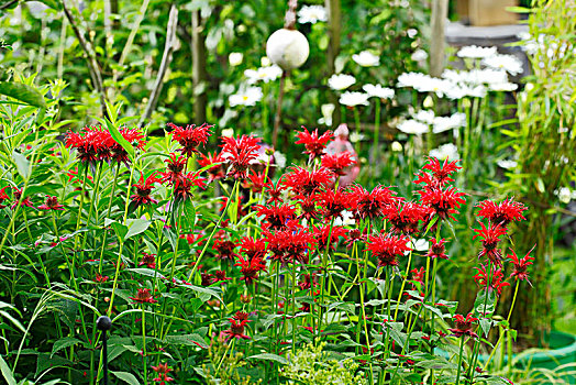 花,蜜蜂,香脂油,花园