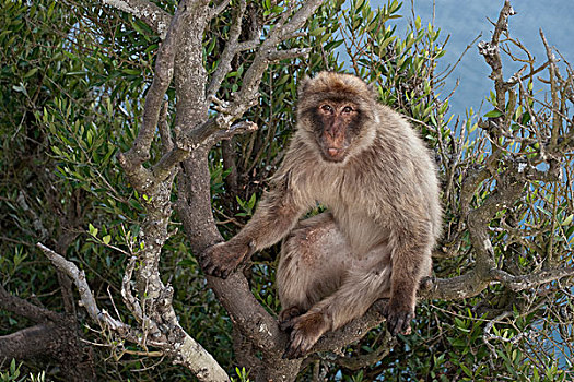 叟猴,坐,直布罗陀,英国