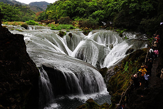 黄果树