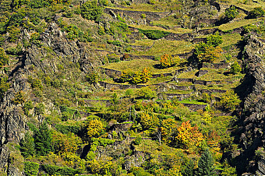 莱茵河谷,阶梯状,山坡,莱茵兰普法尔茨州,德国