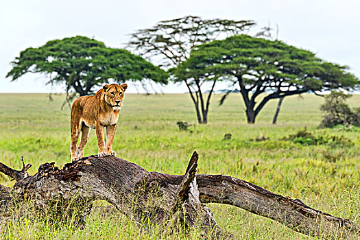 狮子,腐烂,树,塞伦盖蒂,坦桑尼亚,非洲