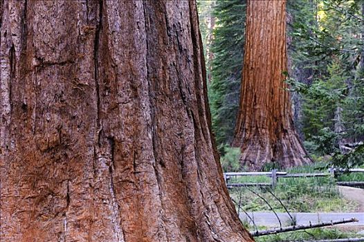 美国,加利福尼亚,优胜美地国家公园,小树林,巨杉