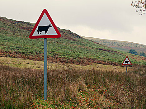 牛,警告标识,波厄斯郡,威尔士