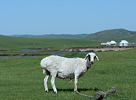 内蒙古羊草原
