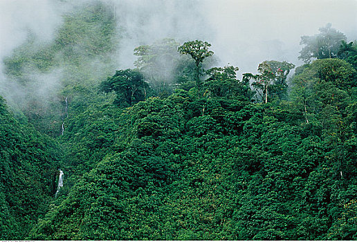 雾林,安迪斯山脉,厄瓜多尔