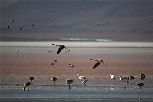 火烈鸟,泻湖,高原,玻利维亚,南美
